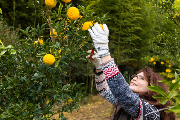 Fruit picker Jobs